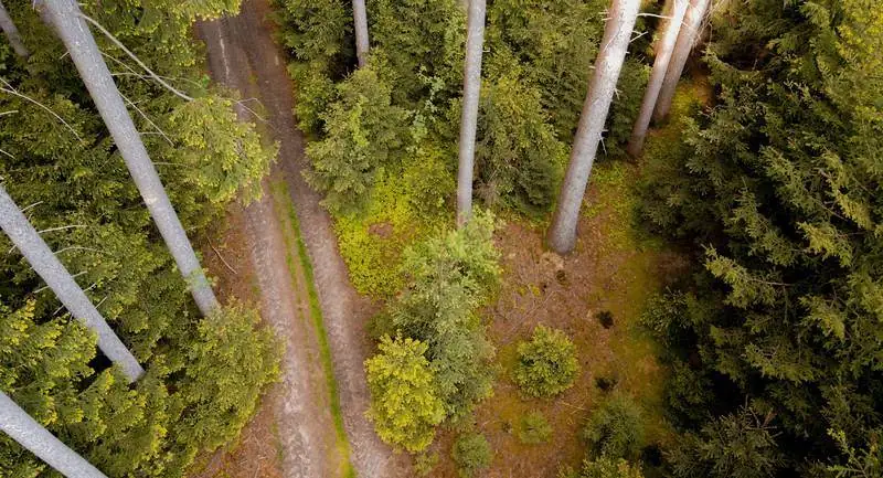 Bosque de pino radiata