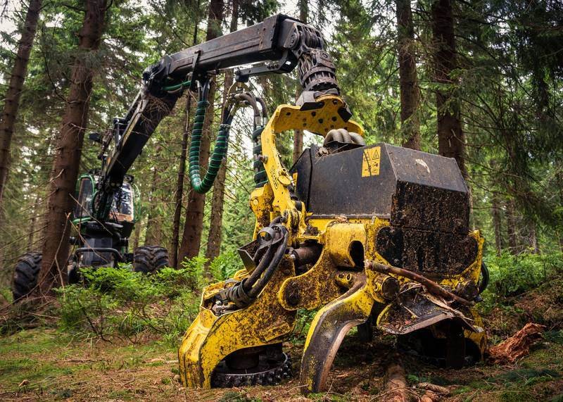 Cosecha forestal de pino radiata